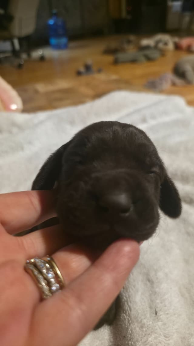 German Shorthaired Pointer Puppies media 5