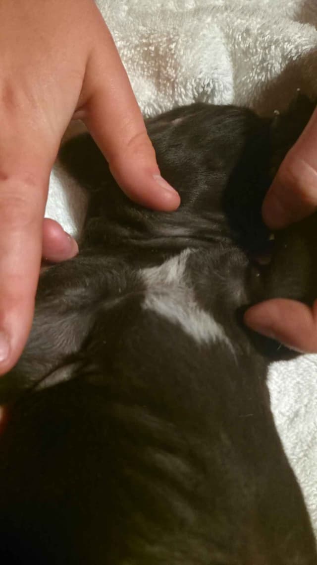 German Shorthaired Pointer Puppies media 6