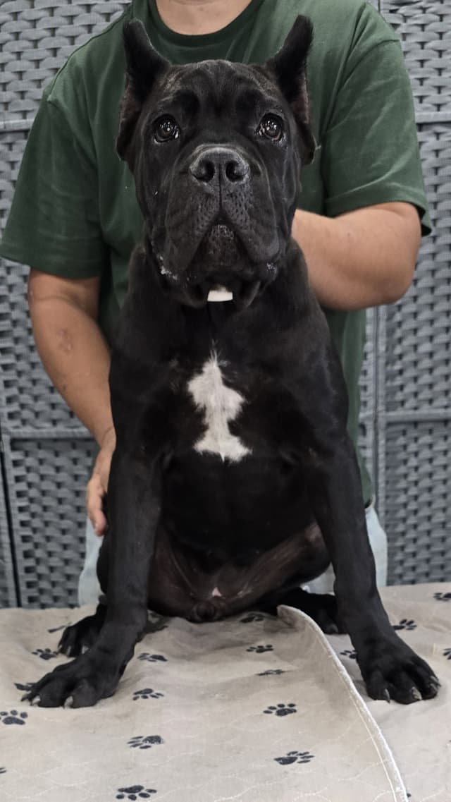 Cane Corso Puppies media 4