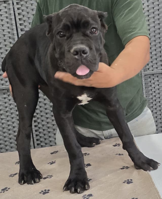 Cane Corso Puppies media 3