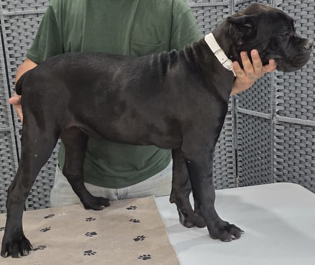 Cane Corso Puppies media 5
