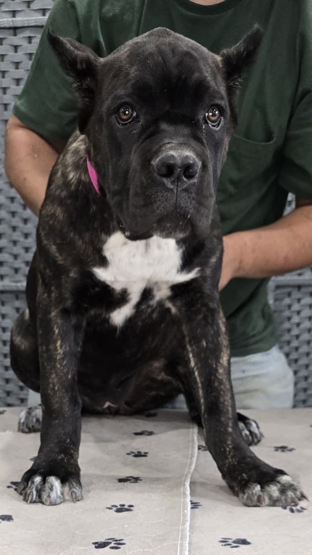 Cane Corso Puppies media 7