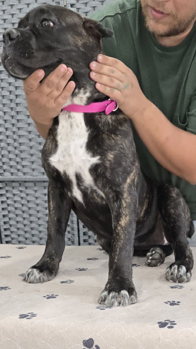 Cane Corso Puppies media 8