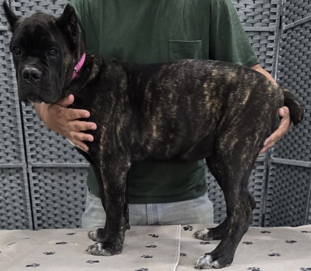 Cane Corso Puppies media 10