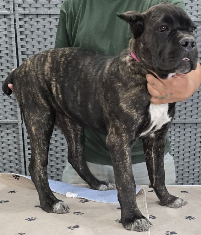 Cane Corso Puppies media 9