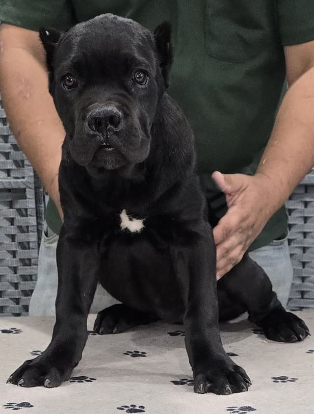 Cane Corso Puppies media 5