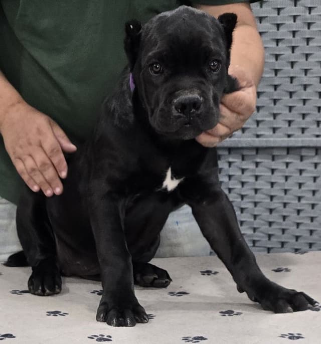 Cane Corso Puppies media 6