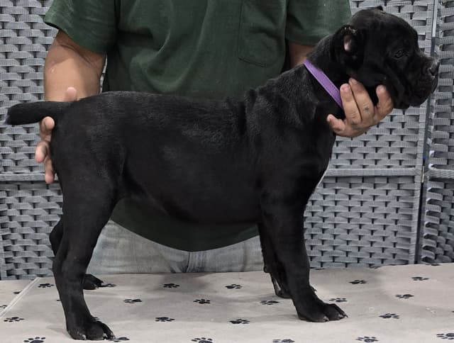 Cane Corso Puppies media 7