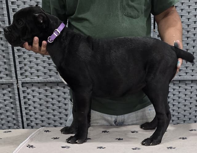 Cane Corso Puppies media 8