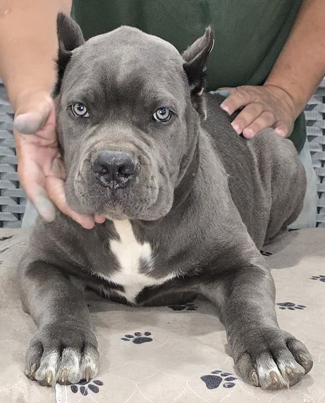Cane Corso Puppies media 10