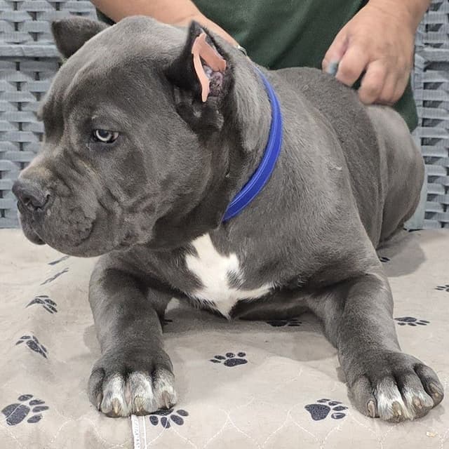 Cane Corso Puppies media 9