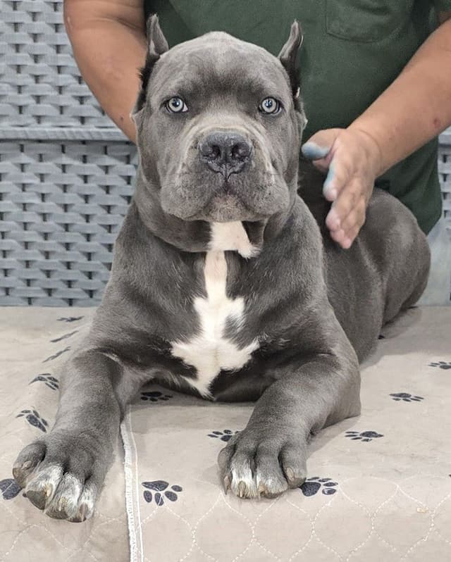 Cane Corso Puppies media 11