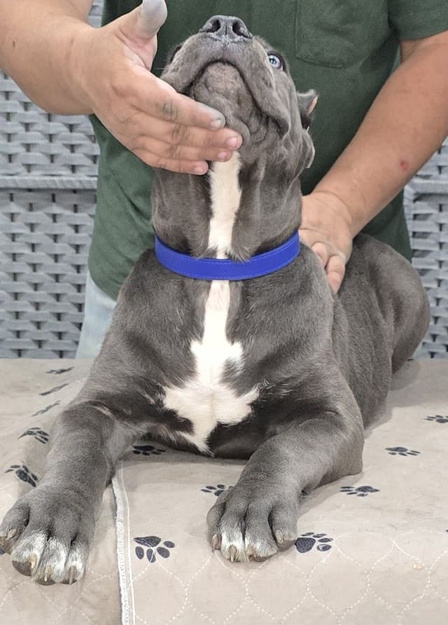 Cane Corso Puppies media 12