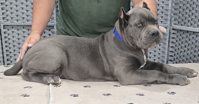 Cane Corso Puppies media 13
