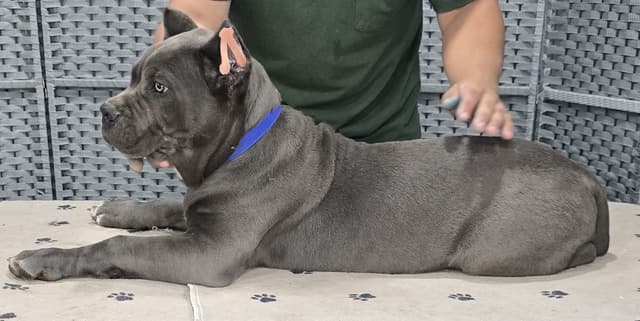 Cane Corso Puppies media 14