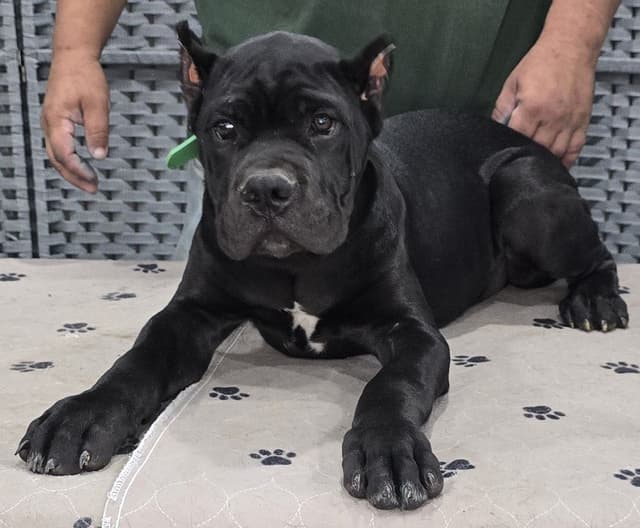 Cane Corso Puppies media 16