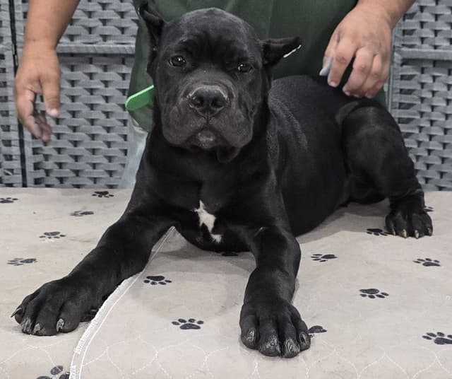 Cane Corso Puppies media 17
