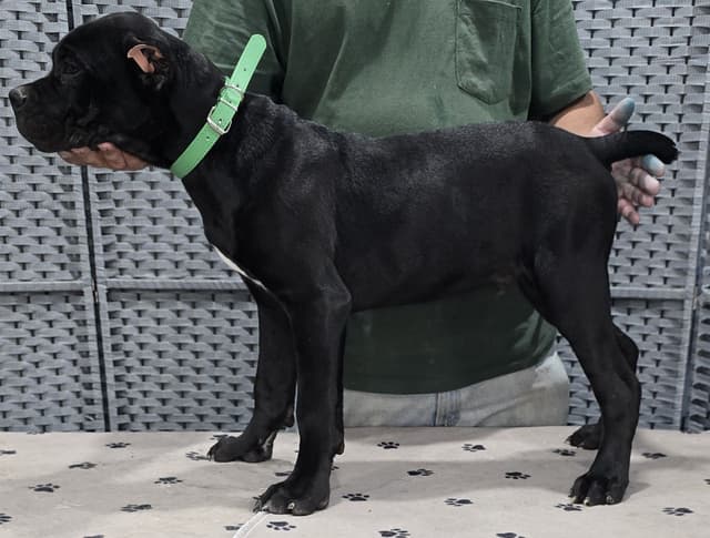 Cane Corso Puppies media 18
