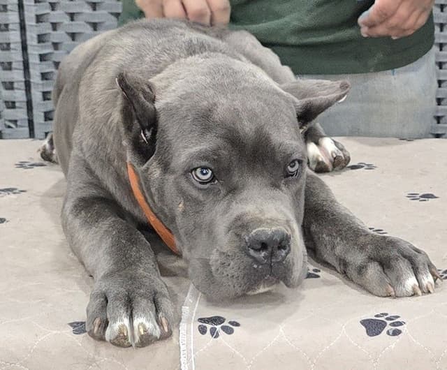 Cane Corso Puppies media 19
