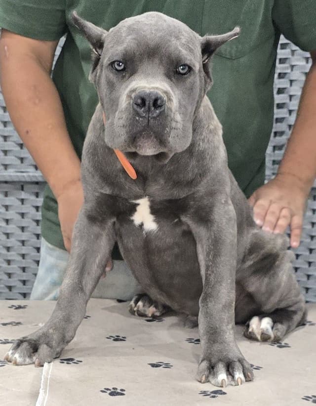 Cane Corso Puppies media 20