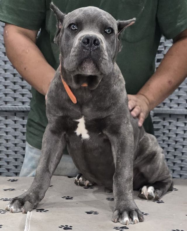 Cane Corso Puppies media 21