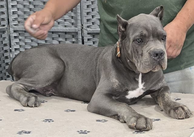 Cane Corso Puppies media 22