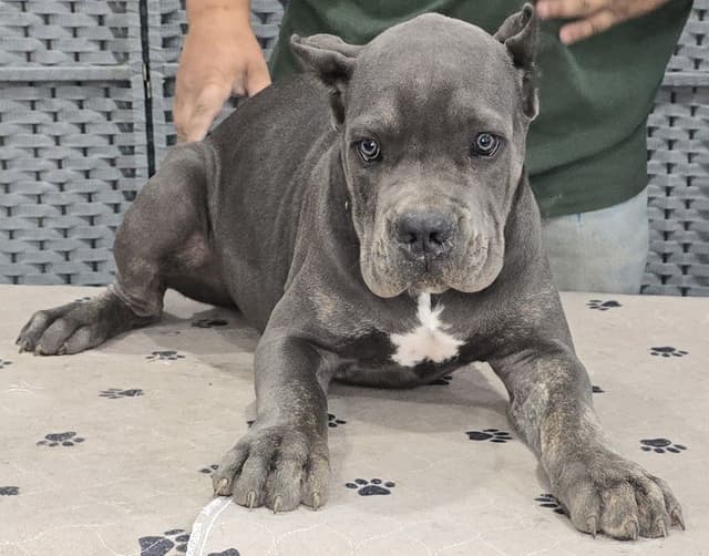 Cane Corso Puppies media 23