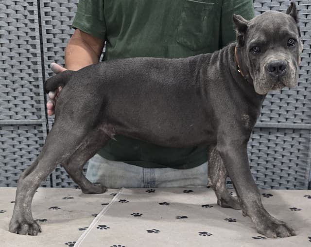 Cane Corso Puppies media 24