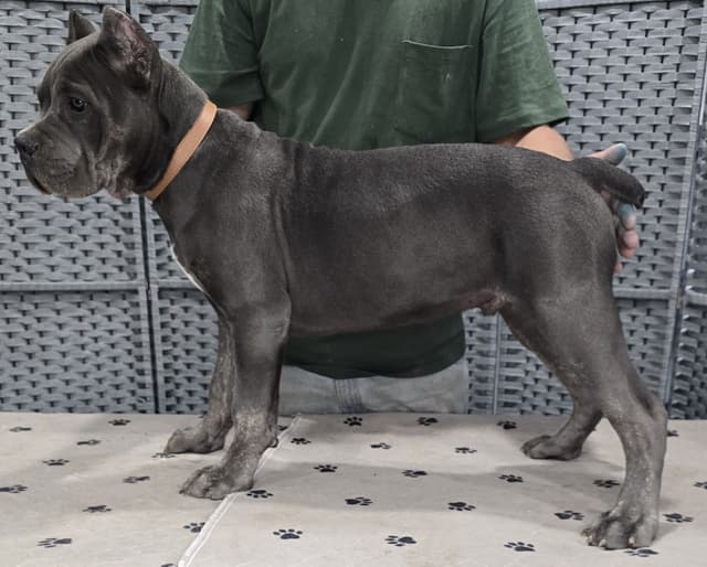 Cane Corso Puppies media 25