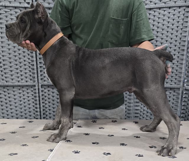 Cane Corso Puppies media 26