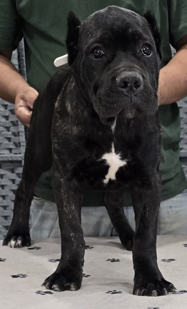 Cane Corso Puppies media 2