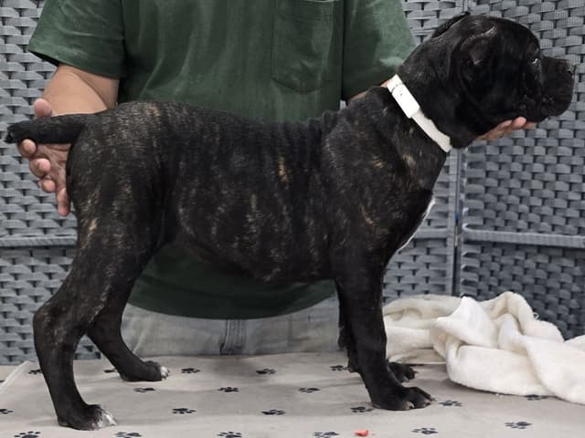 Cane Corso Puppies media 3