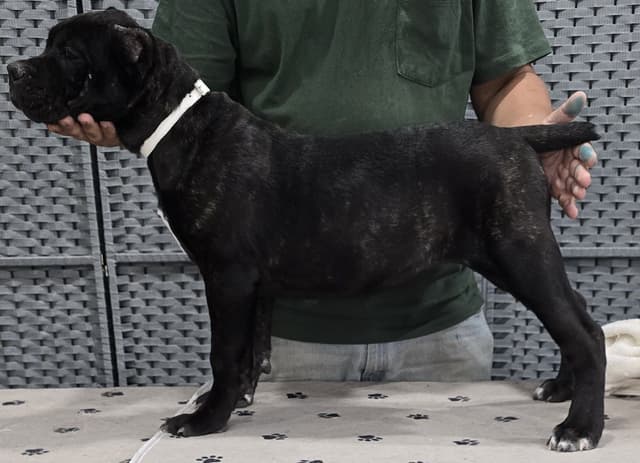 Cane Corso Puppies media 4
