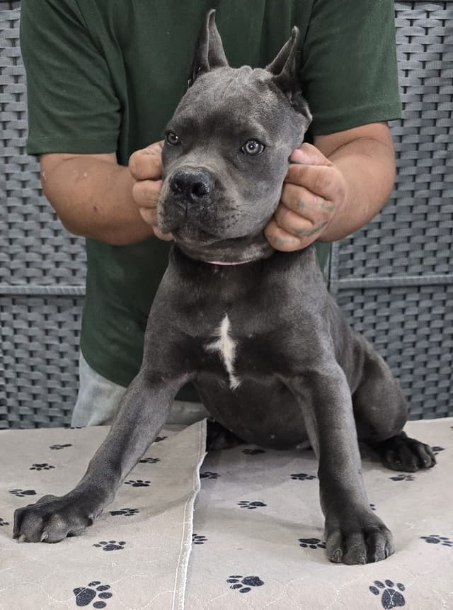 Cane Corso Puppies media 2