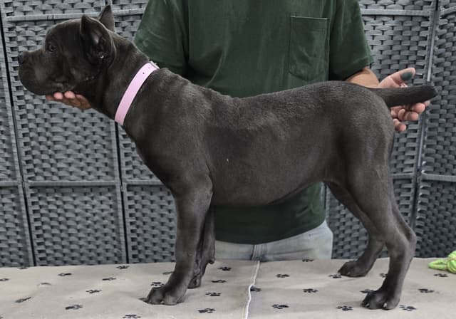 Cane Corso Puppies media 4