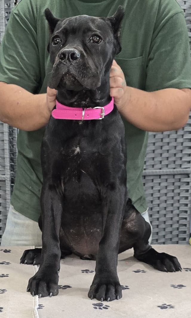 Cane Corso Puppies media 5