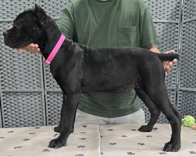 Cane Corso Puppies media 7