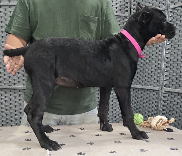 Cane Corso Puppies media 6