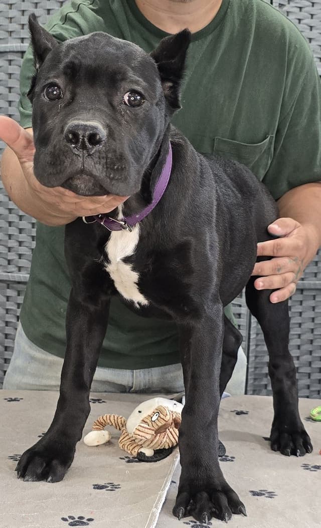 Cane Corso Puppies media 8