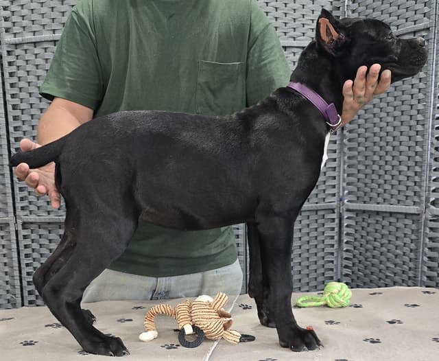 Cane Corso Puppies media 10