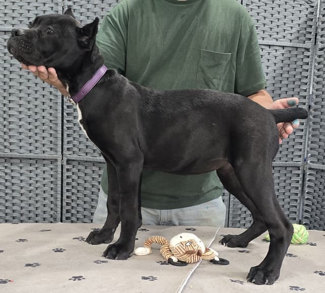 Cane Corso Puppies media 11