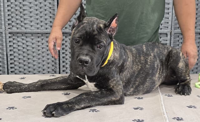 Cane Corso Puppies media 12