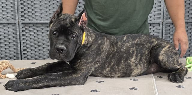 Cane Corso Puppies media 14