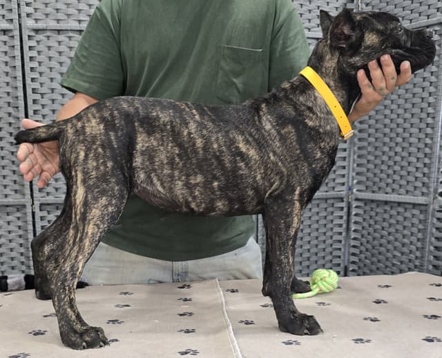 Cane Corso Puppies media 15