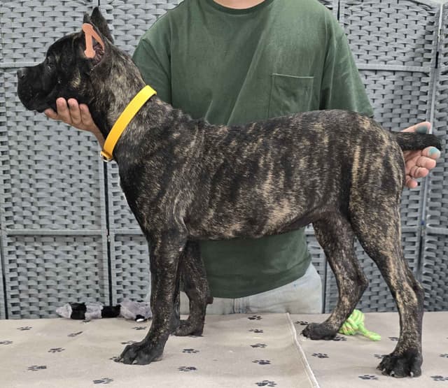 Cane Corso Puppies media 16
