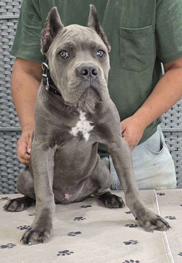 Cane Corso Puppies media 17