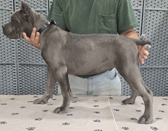 Cane Corso Puppies media 19