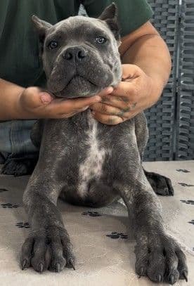 Cane Corso Puppies media 20