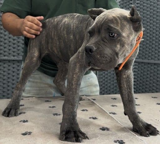 Cane Corso Puppies media 22