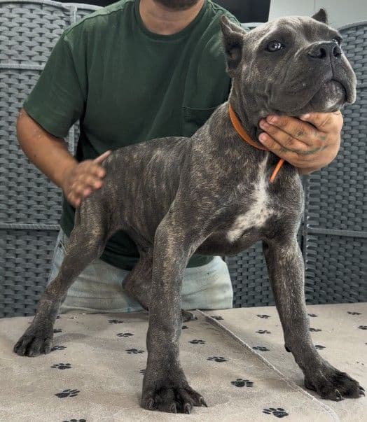 Cane Corso Puppies media 21